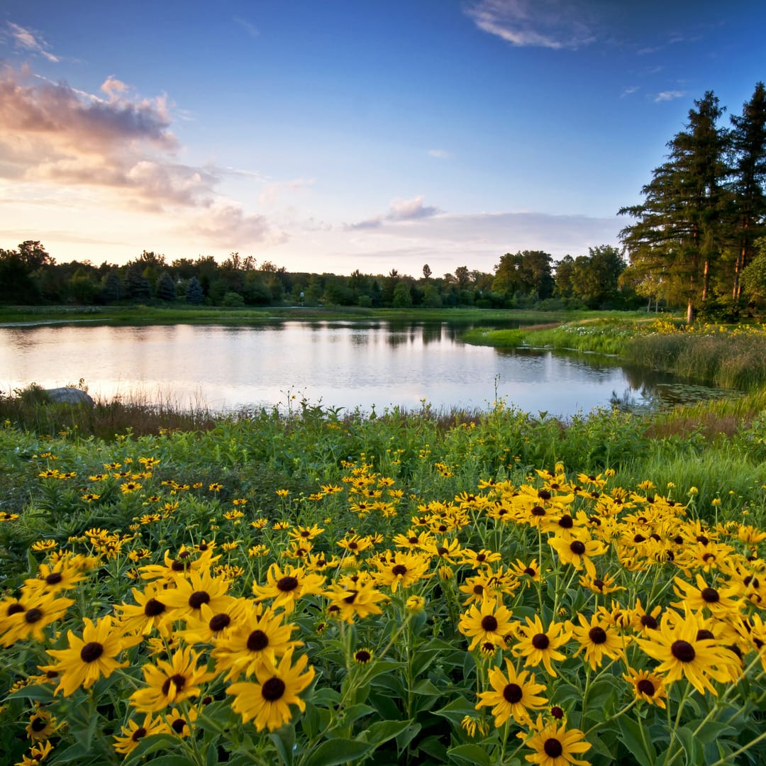 Summer Sunset. Sunset light on Meadow Lake at The Morton Arboretum, Lisle, Illinois.