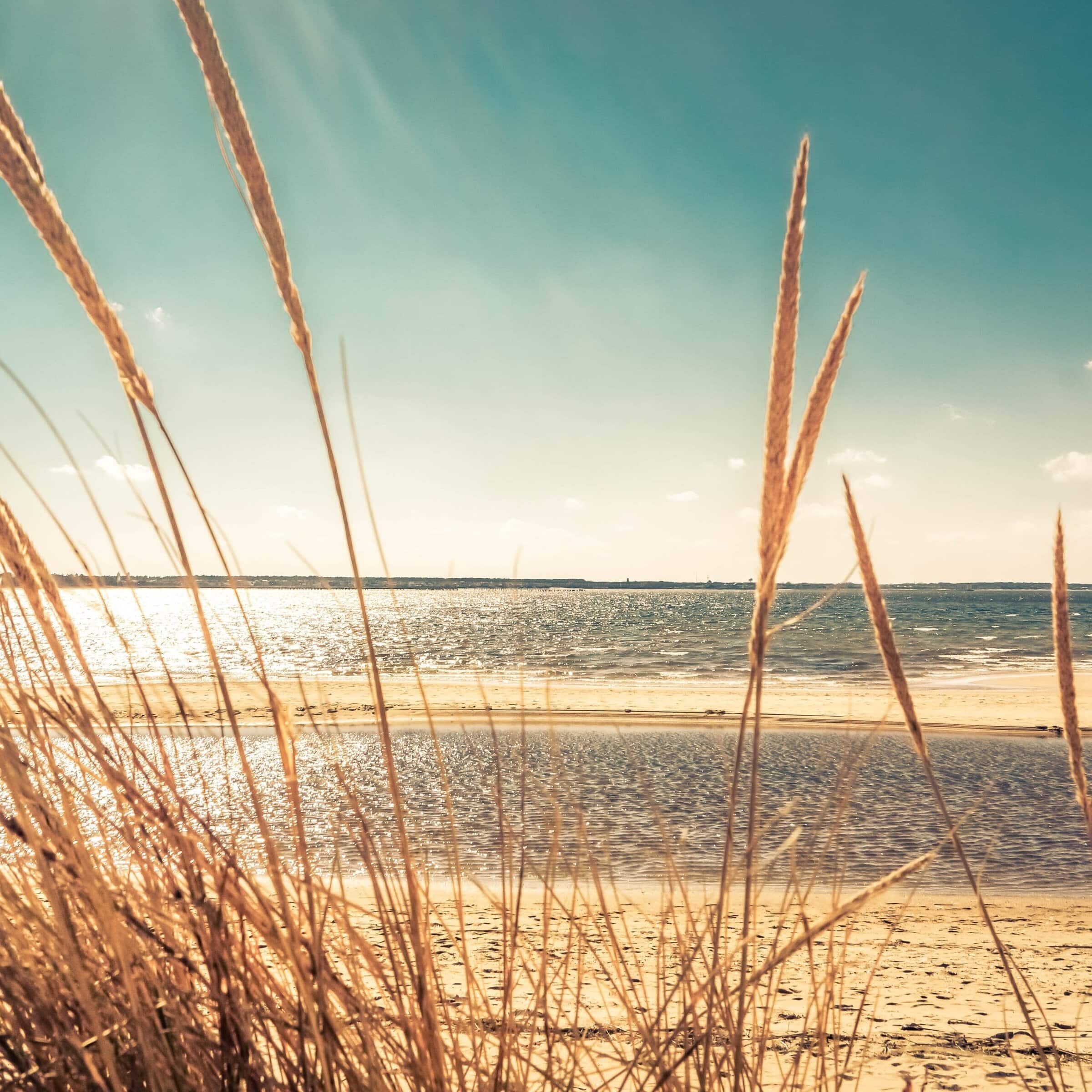 Image of a beach and tall dry grass