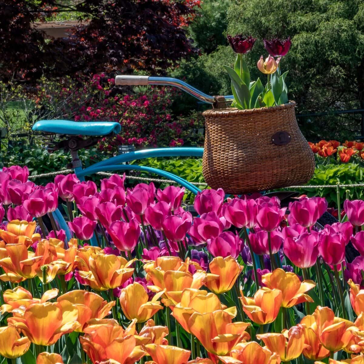 Image of a blue bicycle in front of a row of colorful flowers