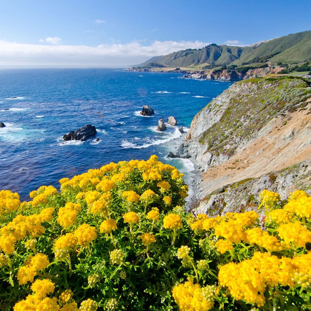 Image of yellow flowers overlooking a rocky beach.
