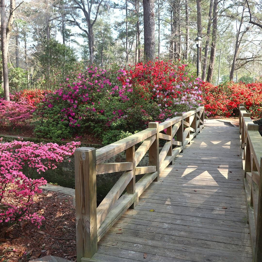 Image of a small wooden footbridge lined with flower bushes.