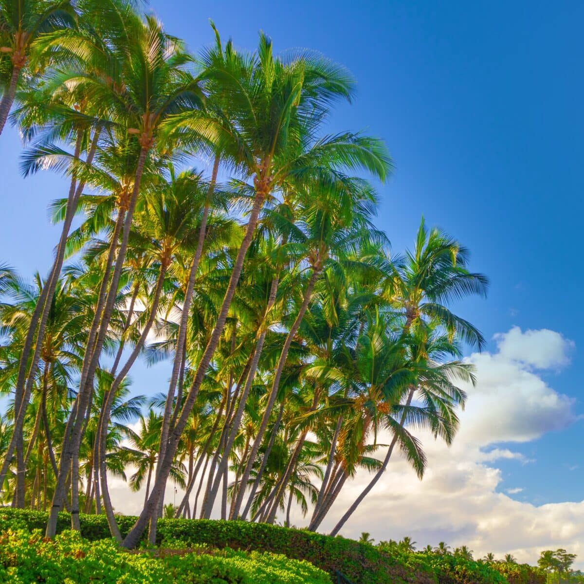 Image of several palm trees with blue sky and clouds in background