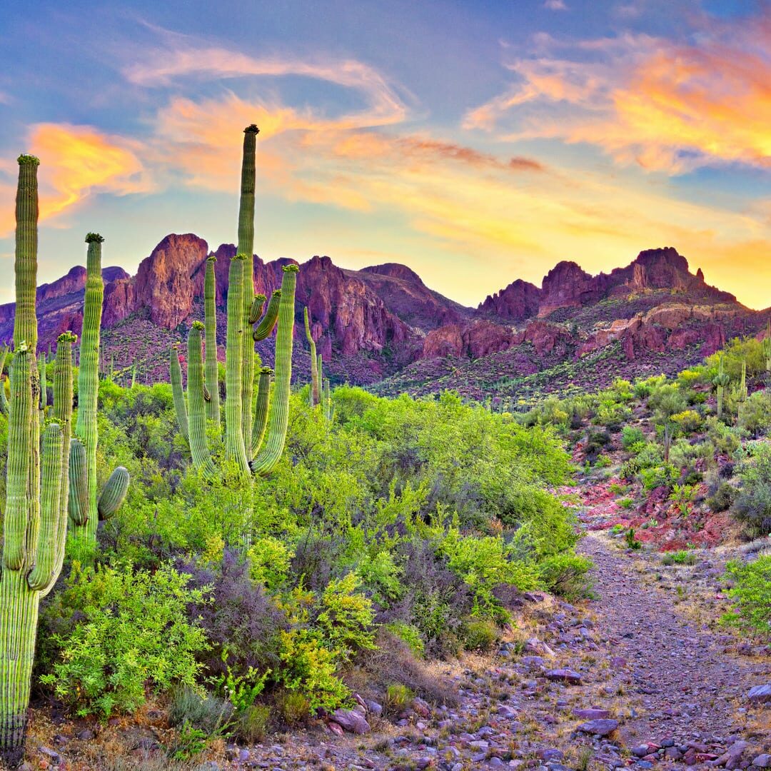 An image of sunrise in Sonoran Desert, with blooming Saguaros.