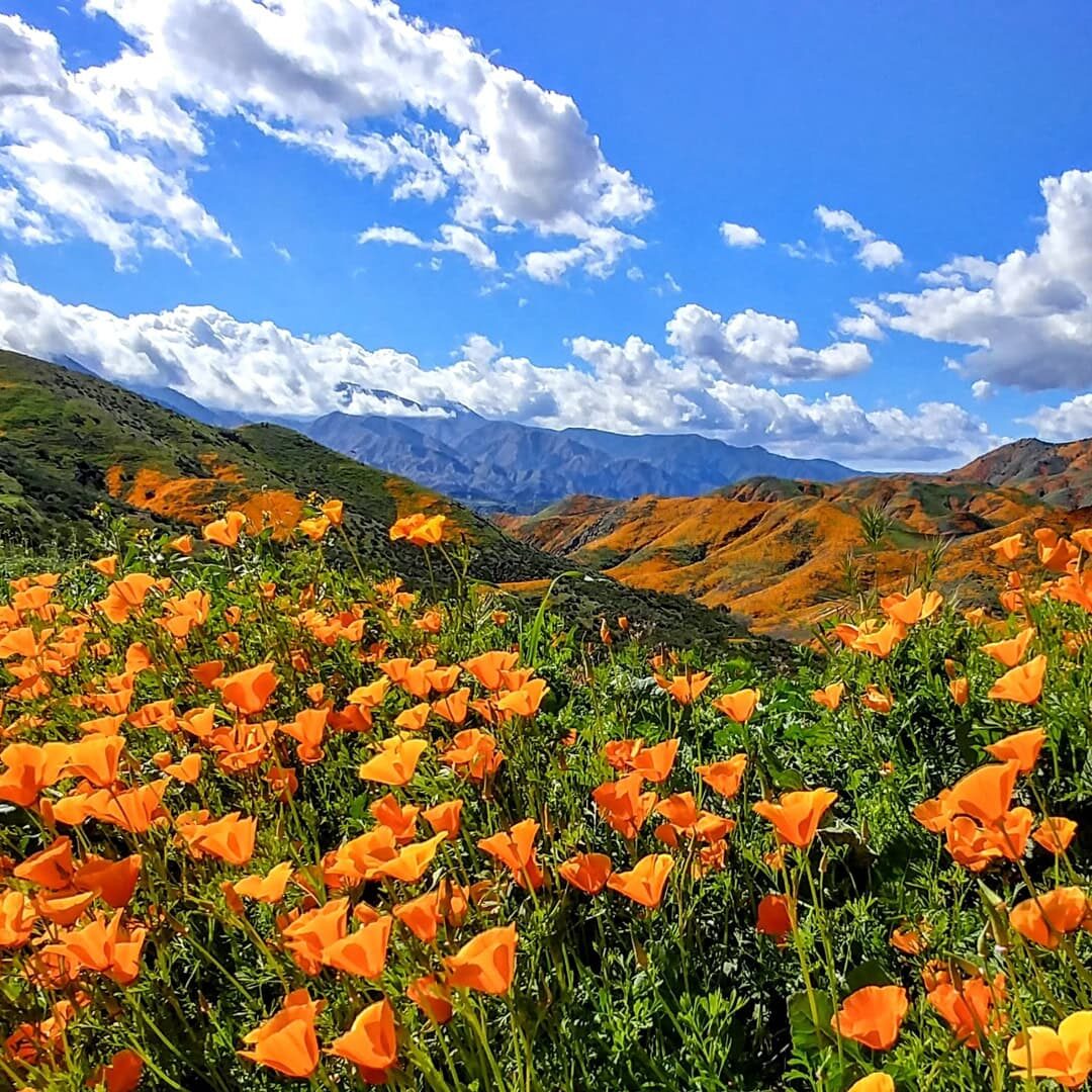 Image of a landscape with blue sky, mountains in the background and a meadow of orange flowers in the foreground.