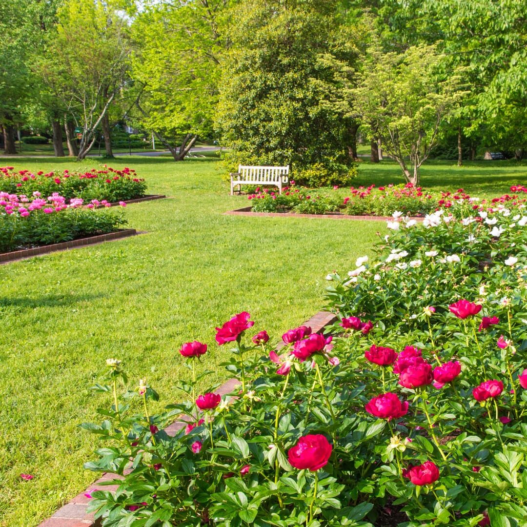 Image of blooming peony flowers in park garden.